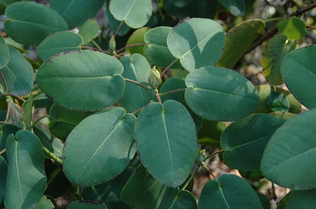 Rhododendron orbiculare