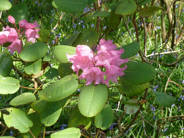 Rhododendron orbiculare