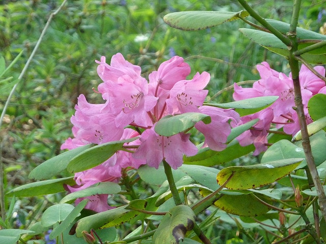 Rhododendron orbiculare