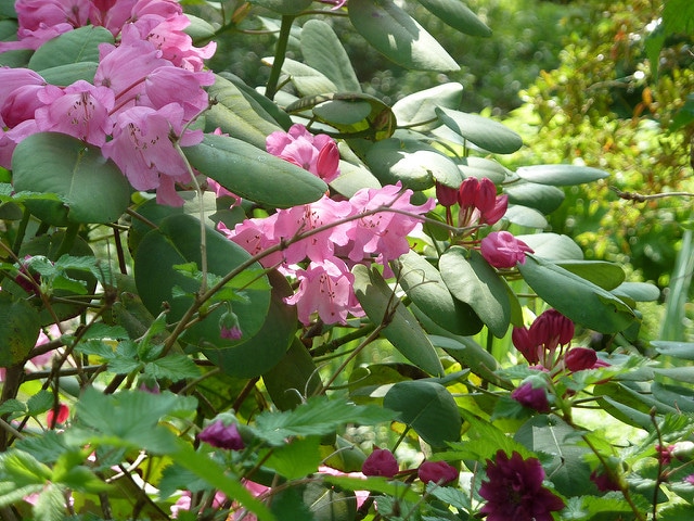 Rhododendron orbiculare