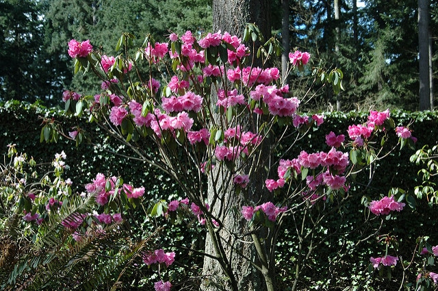 Rhododendron oreodoxa