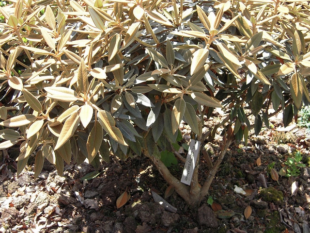 Rhododendron pachysanthum