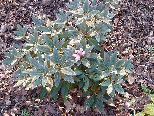 Rhododendron pachysanthum