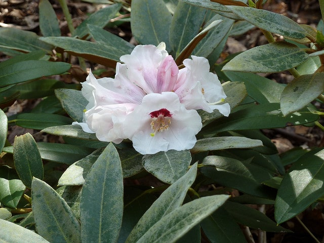 Rhododendron pachysanthum