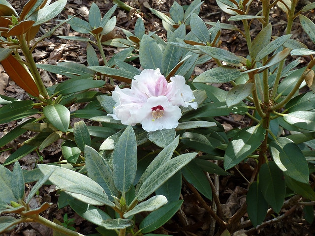 Rhododendron pachysanthum