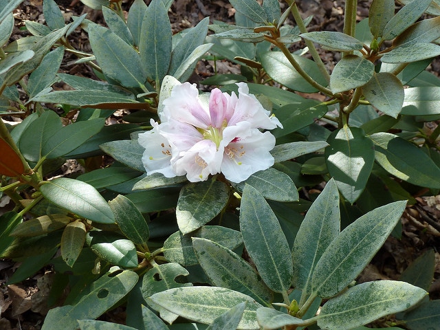 Rhododendron pachysanthum
