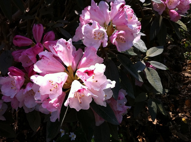 Rhododendron pachysanthum (Rhododendron pachysanthum)