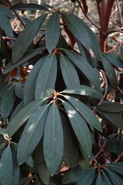 Rhododendron pachytrichum