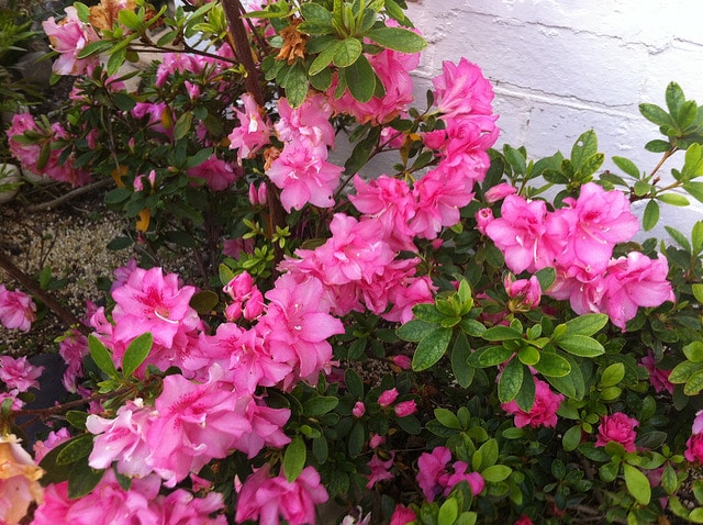 Rhododendron periclymenoides