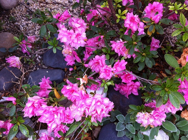Rhododendron periclymenoides