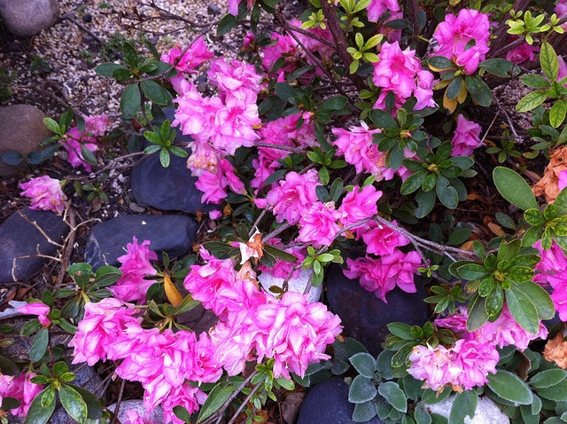 Rhododendron periclymenoides