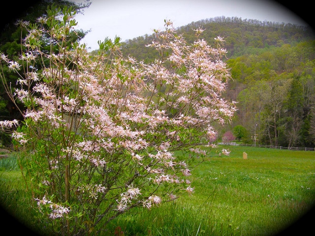 Rhododendron periclymenoides