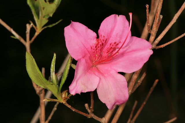 Rhododendron periclymenoides