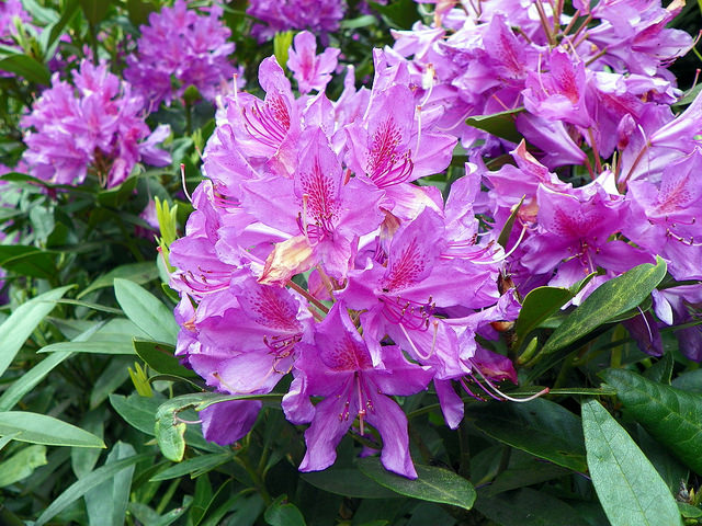 Rhododendron pontique