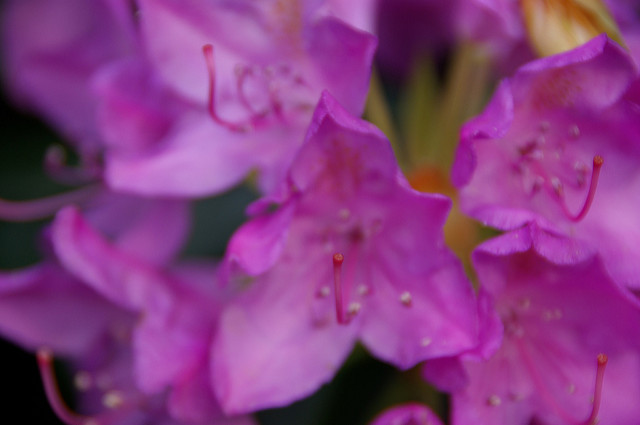 Rhododendron pontique