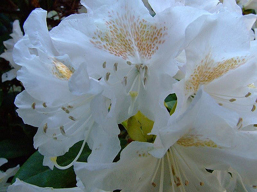 Rhododendron pontique