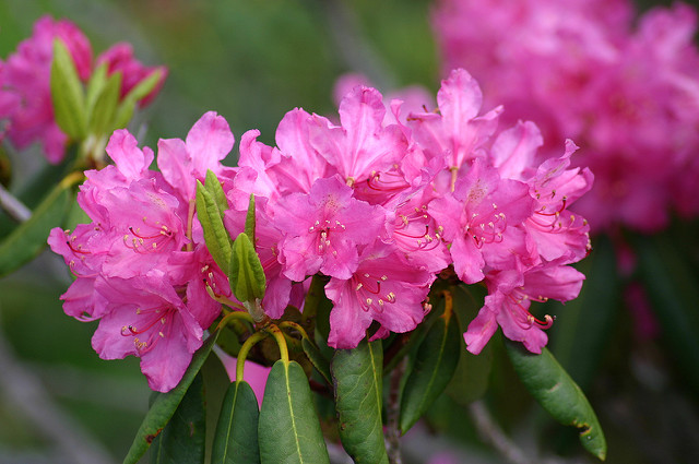 Rhododendron pontique