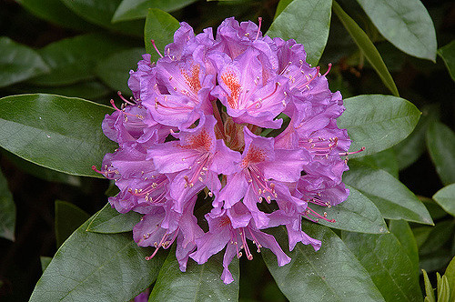 Rhododendron pontique