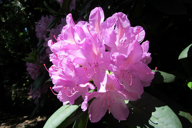 Rhododendron pontique (Rhododendron ponticum)