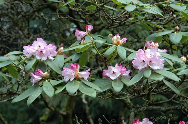 Rhododendron praevernum