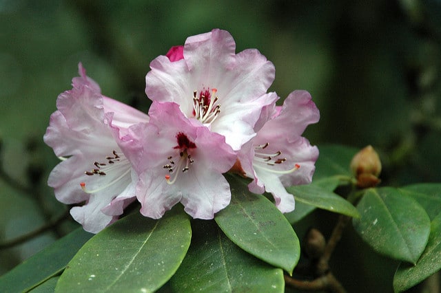 Rhododendron praevernum