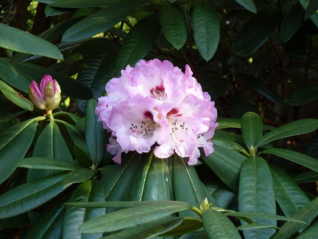 Rhododendron praevernum