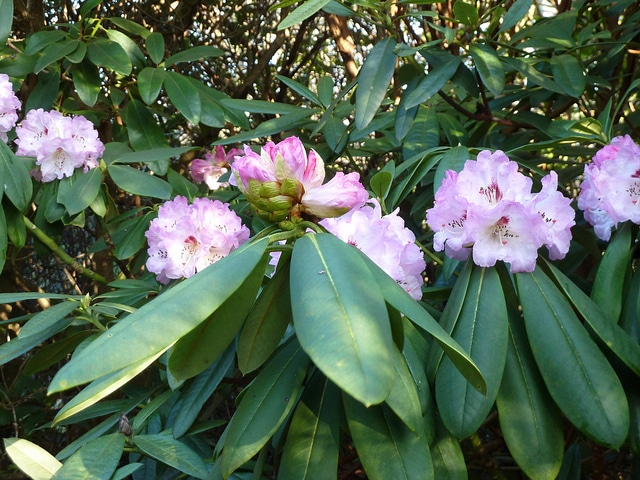 Rhododendron praevernum