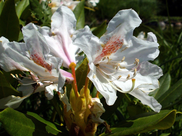 Rhododendron praevernum