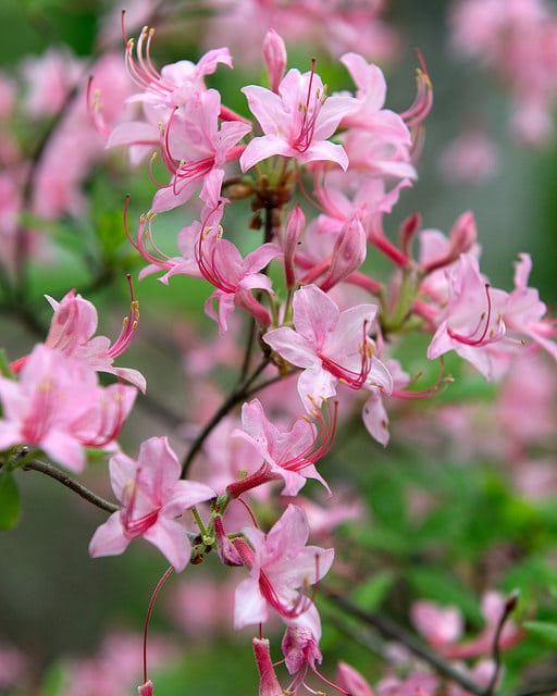 Rhododendron prinophyllum