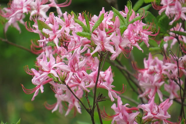 Rhododendron prinophyllum