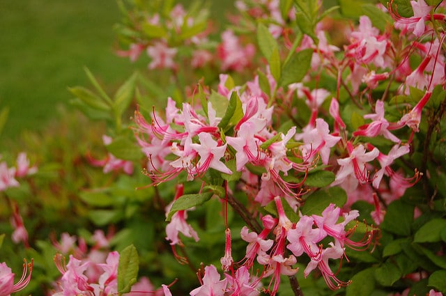 Rhododendron prinophyllum