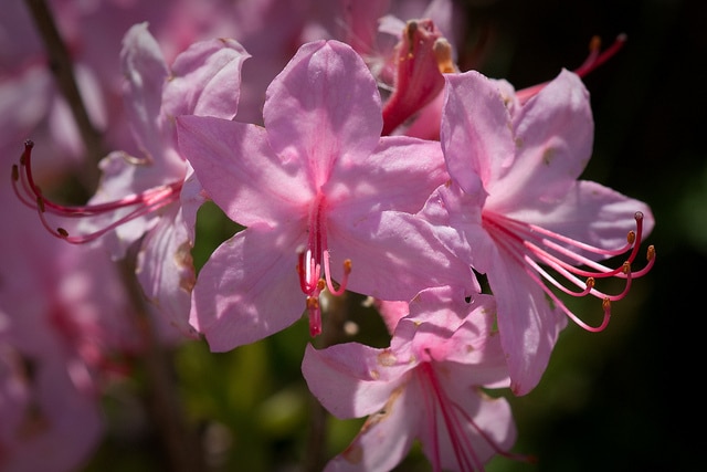 Rhododendron prinophyllum