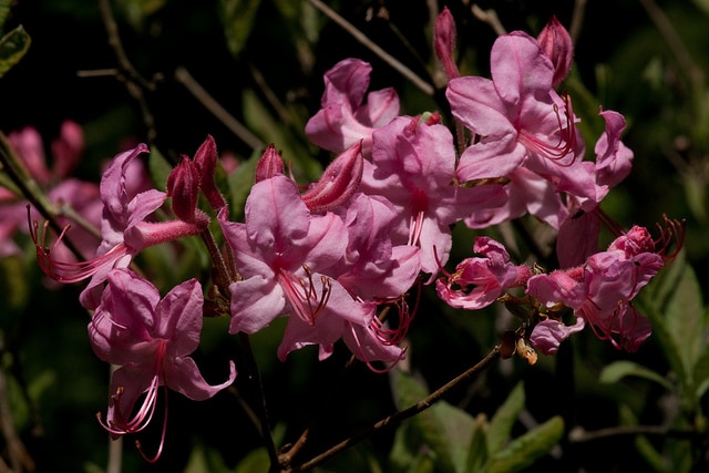 Rhododendron prinophyllum