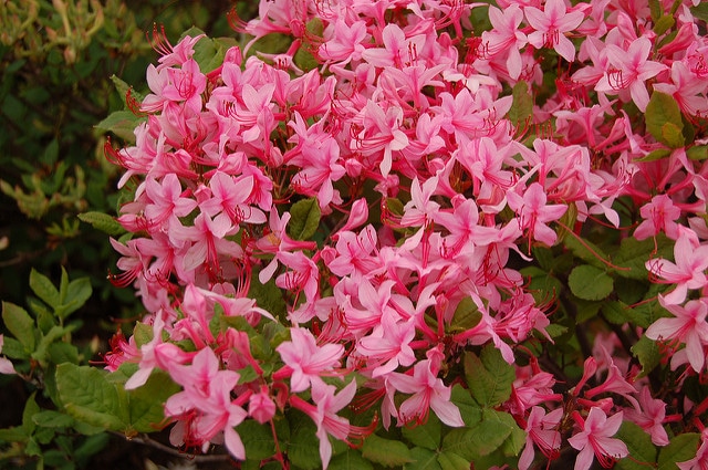 Rhododendron prinophyllum