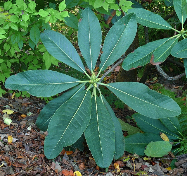 Rhododendron protistum