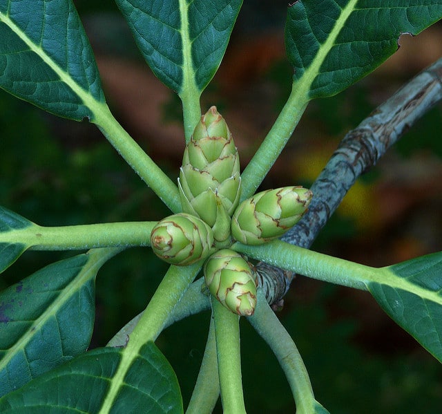 Rhododendron protistum