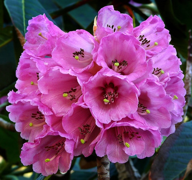 Rhododendron protistum