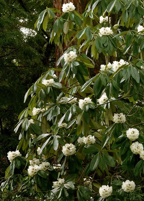 Rhododendron protistum