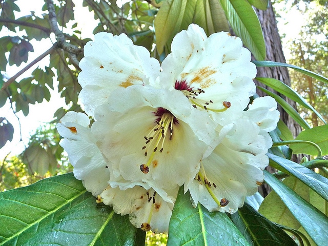 Rhododendron protistum