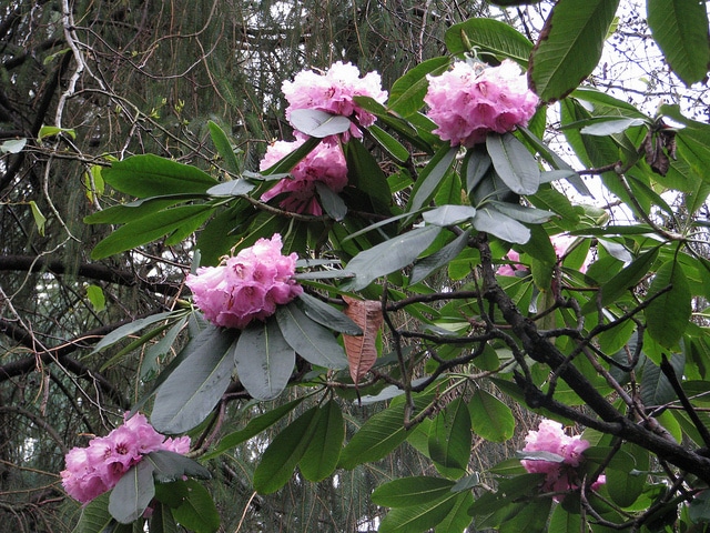 Rhododendron protistum (Rhododendron protistum)