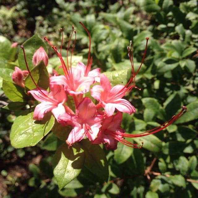 Rhododendron prunifolium