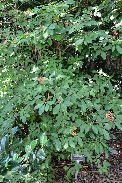 Rhododendron prunifolium