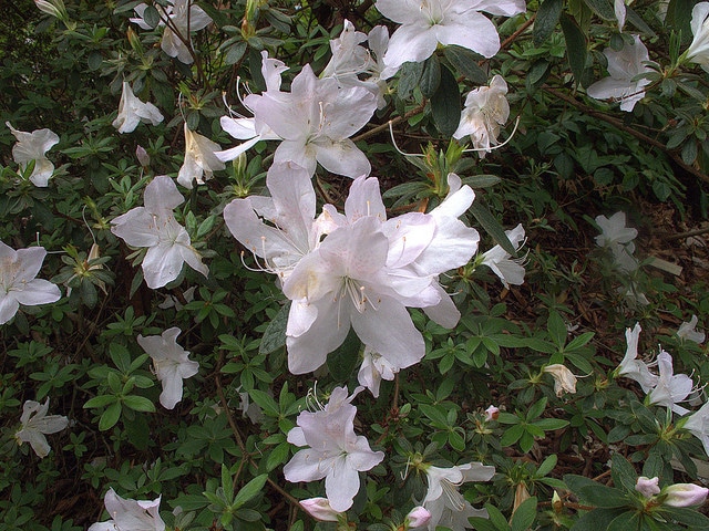 Rhododendron quinquefolium