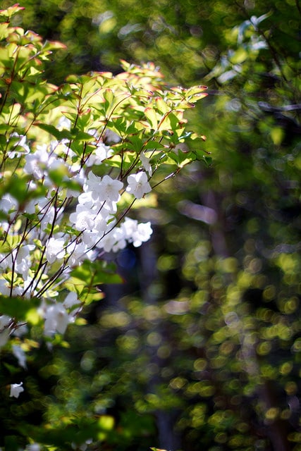 Rhododendron quinquefolium