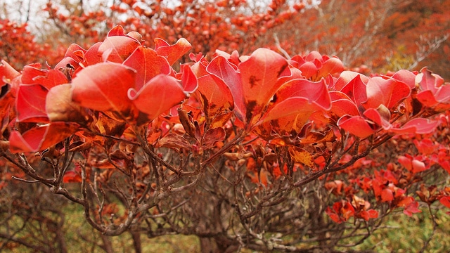 Rhododendron quinquefolium