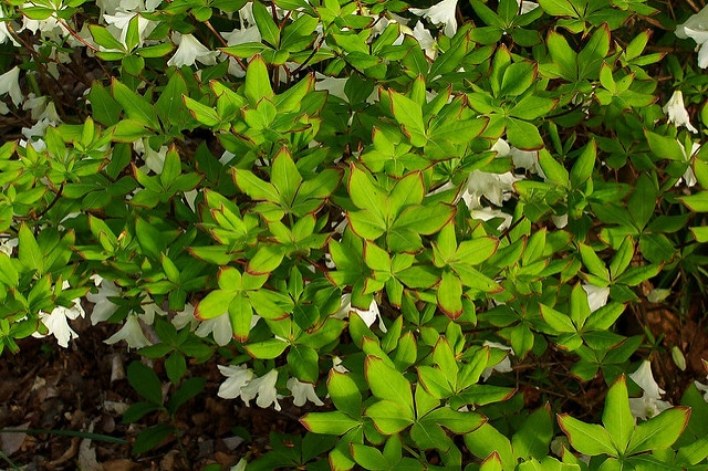 Rhododendron quinquefolium