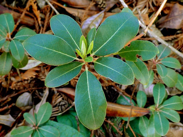Rhododendron racemosum