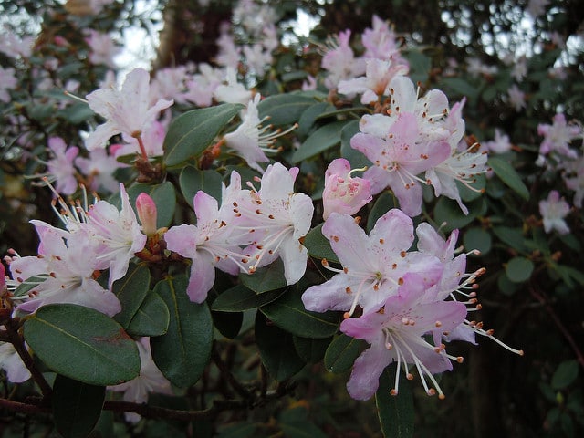 Rhododendron racemosum