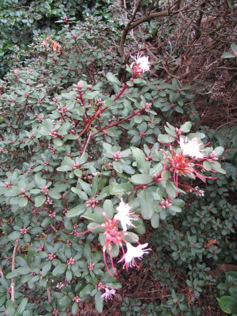 Rhododendron racemosum