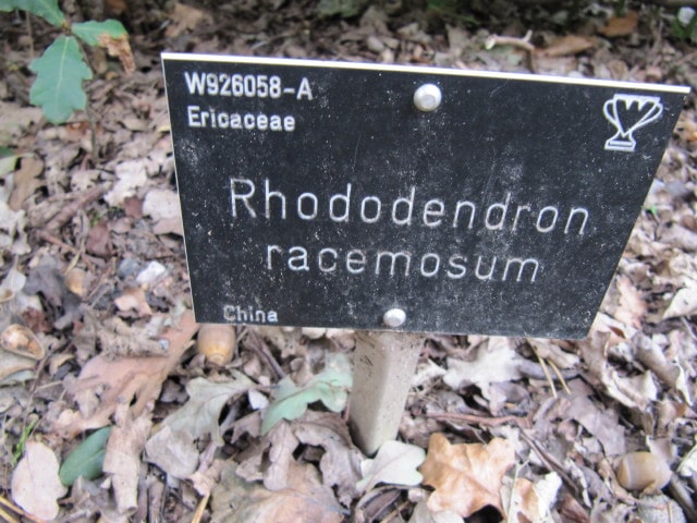 Rhododendron racemosum